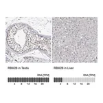 Merck Anti-RBM28 antibody produced in rabbit