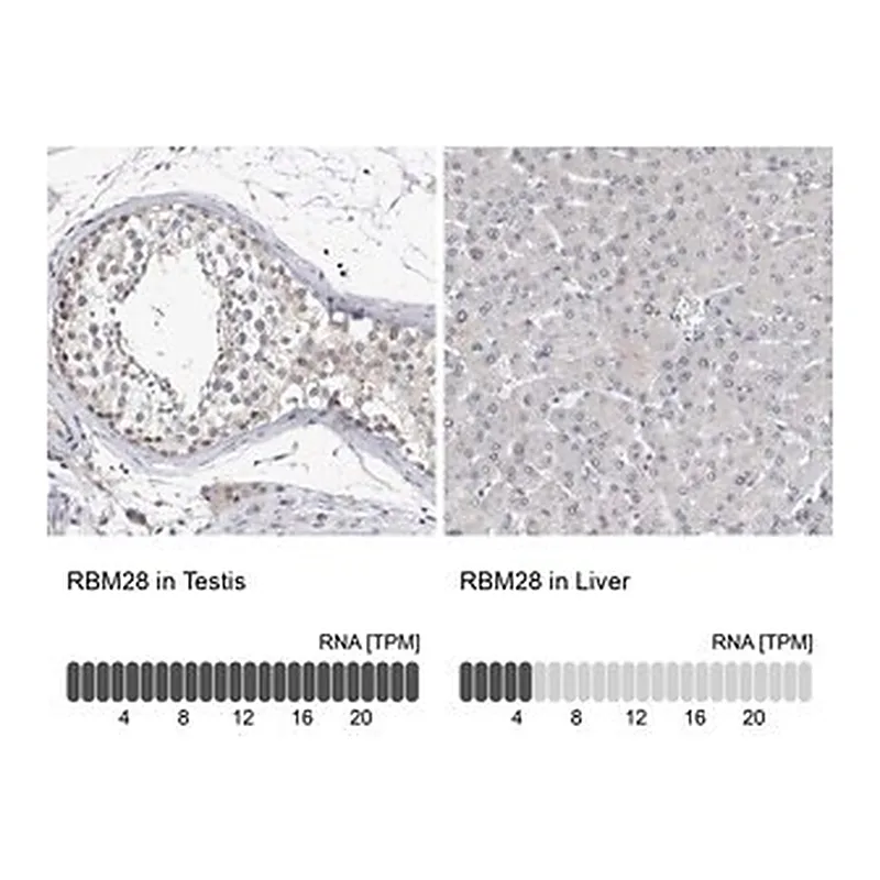 Merck Anti-RBM28 antibody produced in rabbit