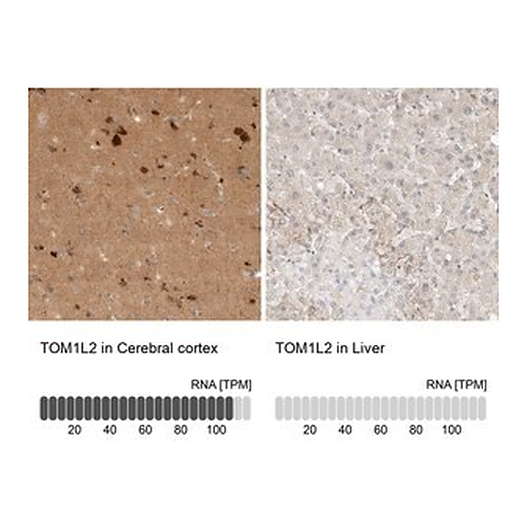 Merck Anti-TOM1L2 antibody produced in rabbit