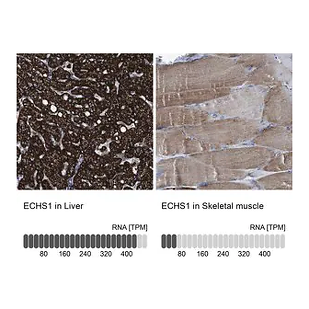 Merck Anti-ECHS1 antibody produced in rabbit