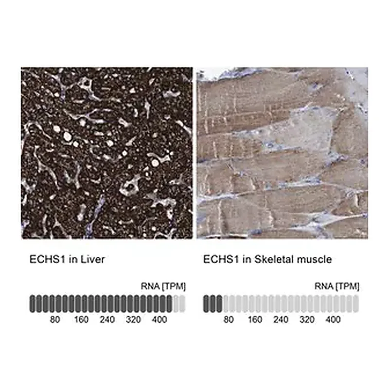 Merck Anti-ECHS1 antibody produced in rabbit