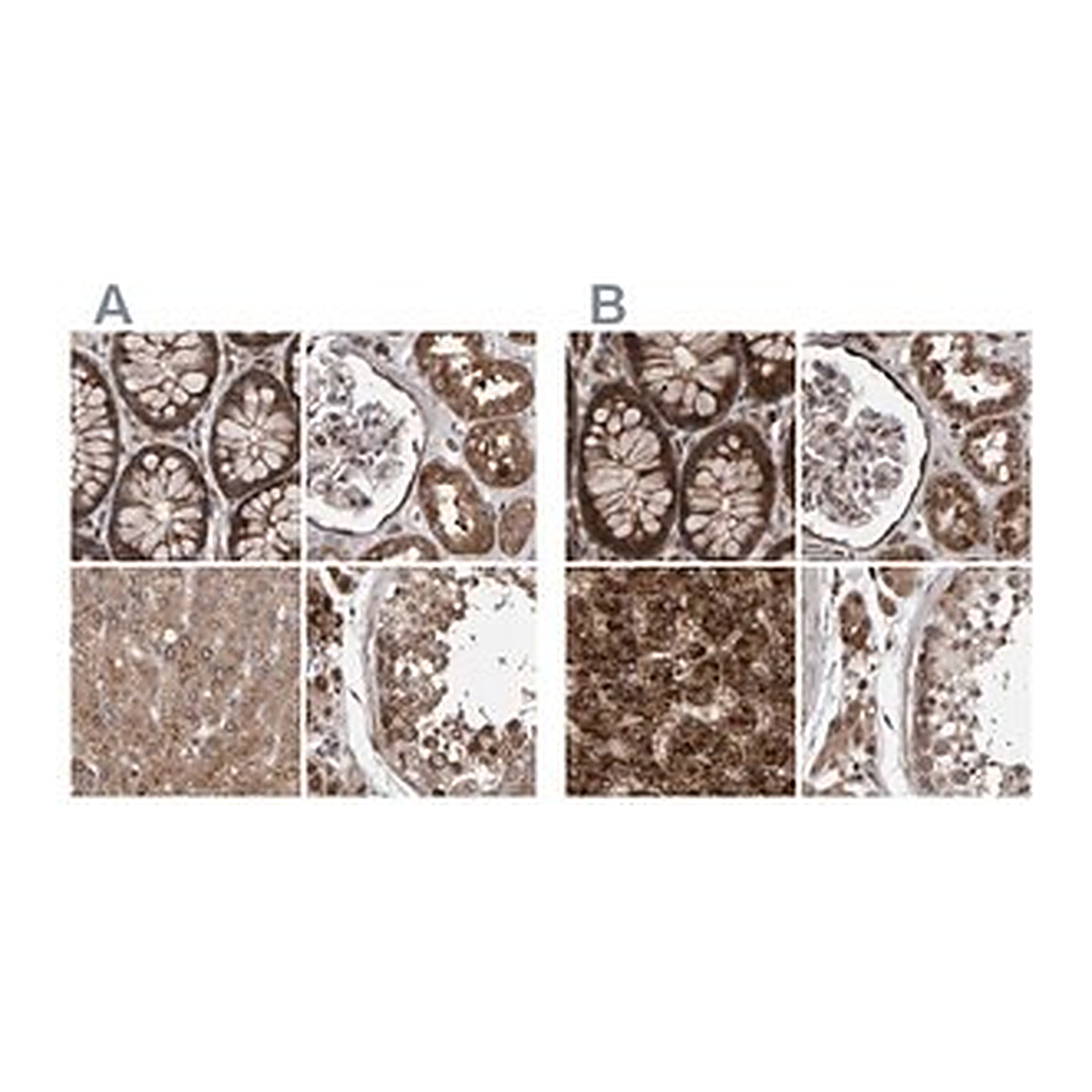 Merck Anti-PECR antibody produced in rabbit