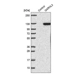 Merck Anti-GARNL3 antibody produced in rabbit