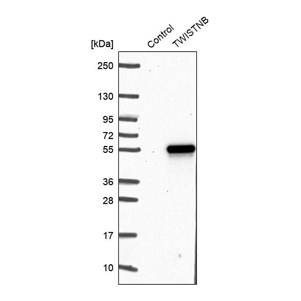 Merck Anti-TWISTNB antibody produced in rabbit