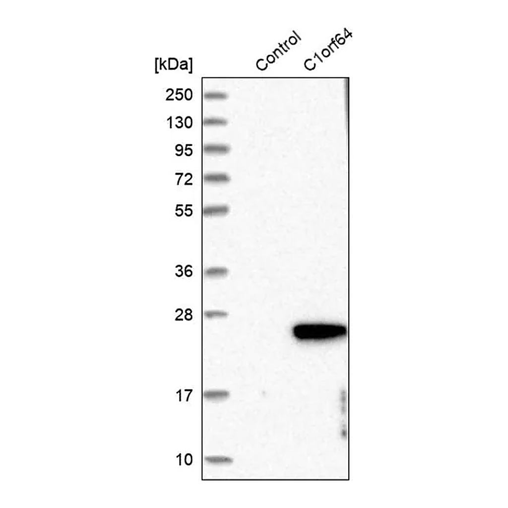 Merck Anti-C1orf64 antibody produced in rabbit
