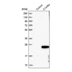 Merck Anti-C1orf64 antibody produced in rabbit