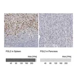 Merck Anti-FGL2 antibody produced in rabbit