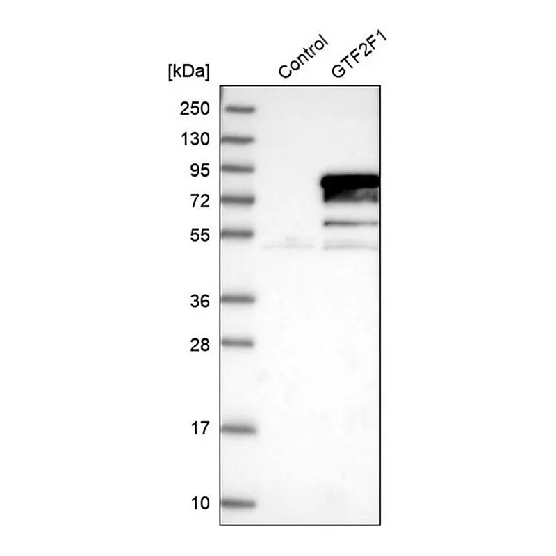 Merck Anti-GTF2F1 antibody produced in rabbit