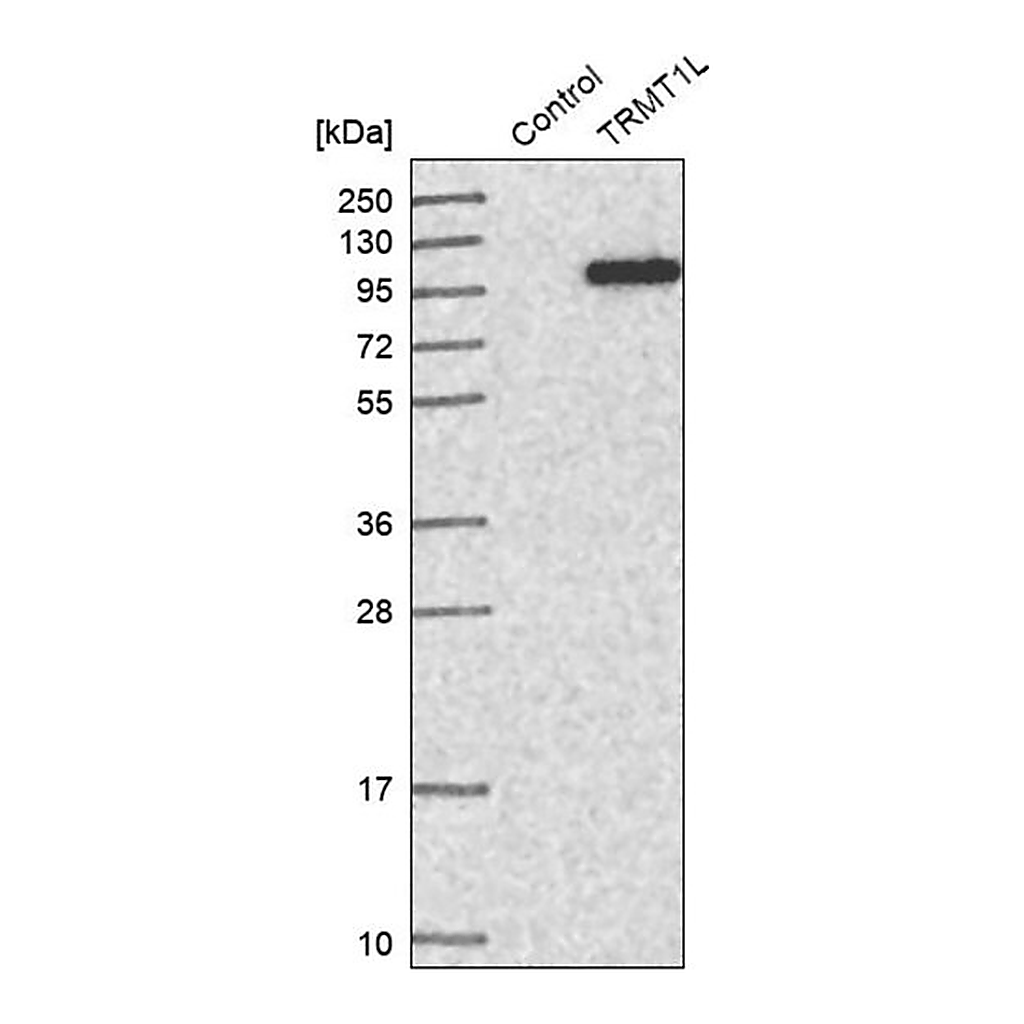 Merck Anti-TRMT1L antibody produced in rabbit