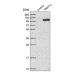 Merck Anti-TRMT1L antibody produced in rabbit