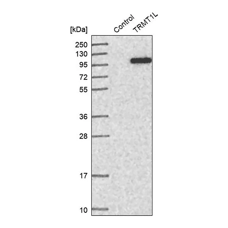 Merck Anti-TRMT1L antibody produced in rabbit