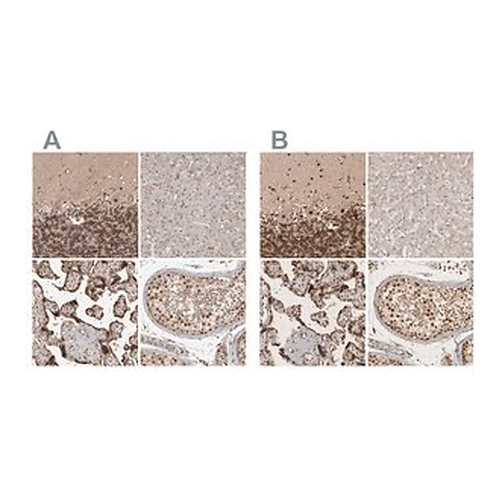 Merck Anti-CBLL1 antibody produced in rabbit