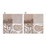 Merck Anti-CBLL1 antibody produced in rabbit