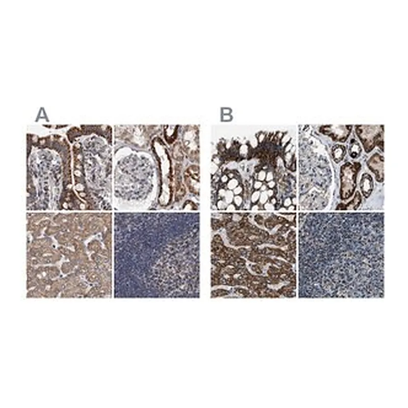 Merck Anti-MDH2 antibody produced in rabbit