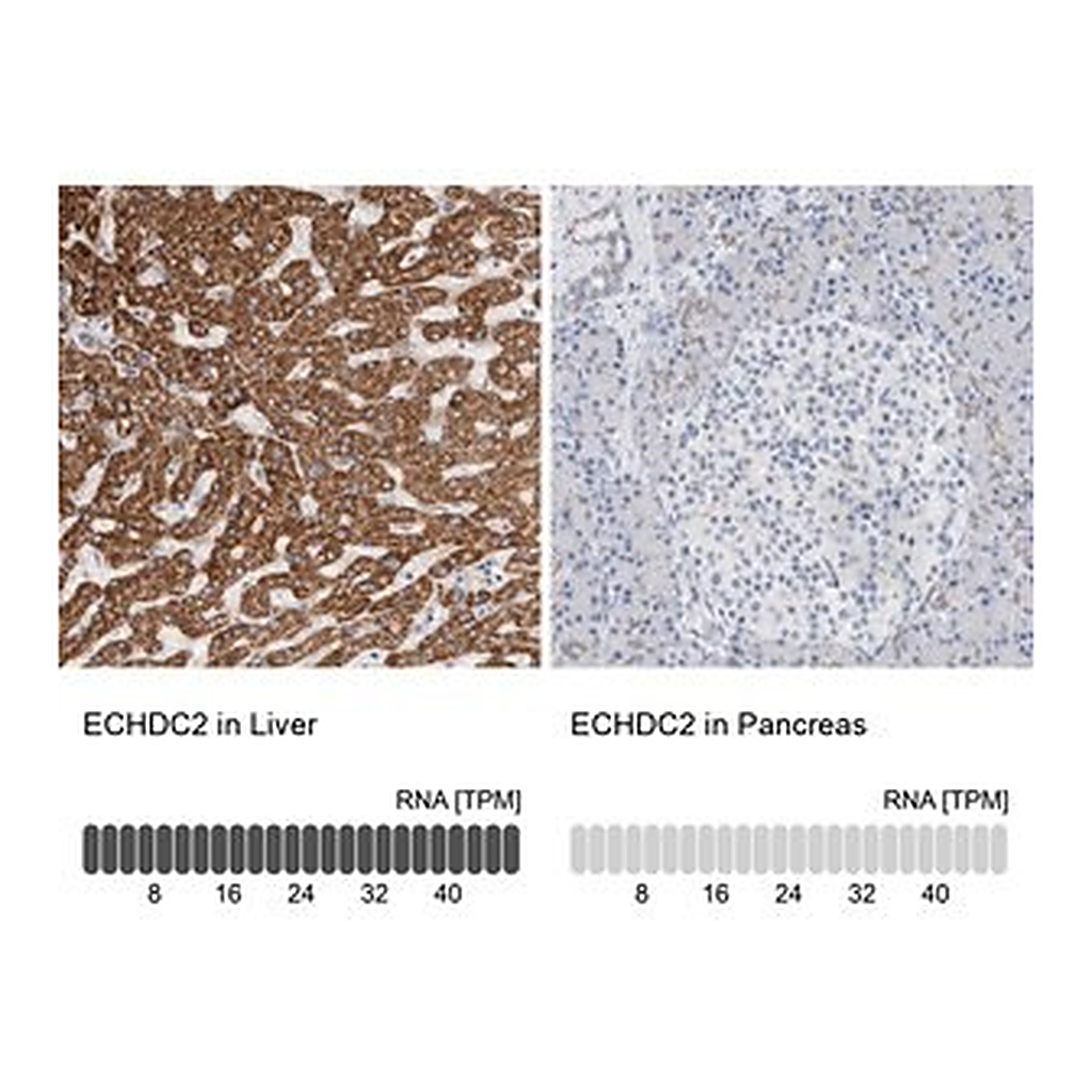 Merck Anti-ECHDC2 antibody produced in rabbit