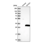 Merck Anti-GUCD1 antibody produced in rabbit