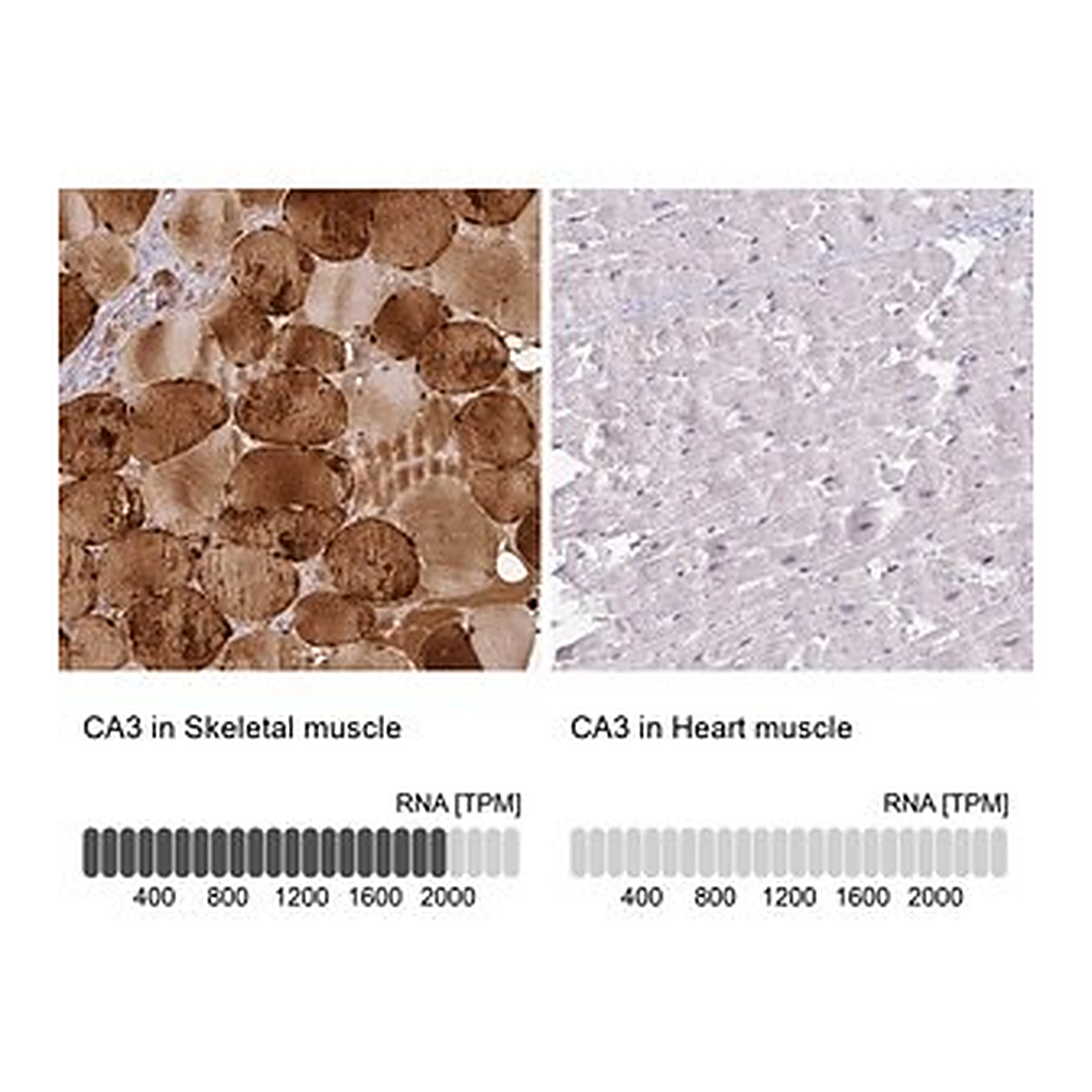 Merck Anti-CA3 antibody produced in rabbit