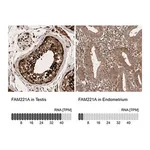 Merck Anti-FAM221A antibody produced in rabbit