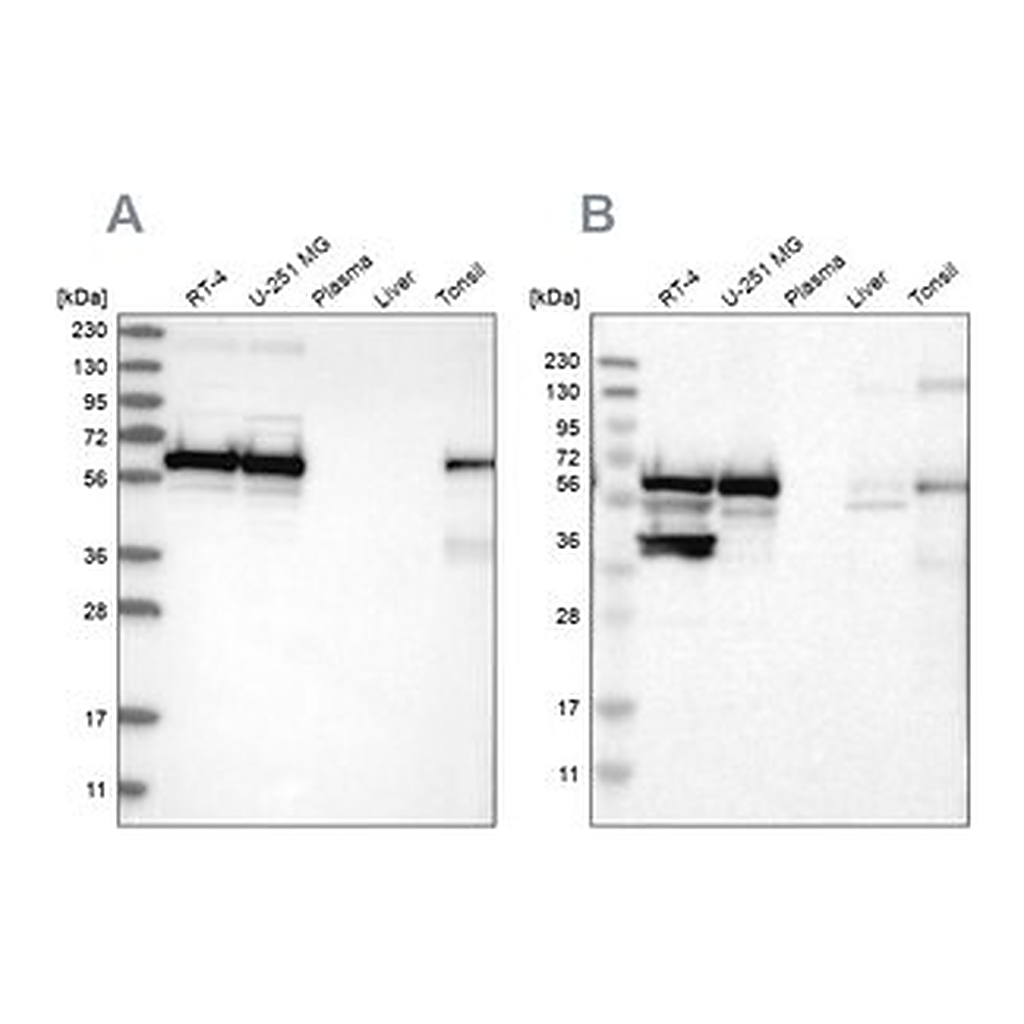 Merck Anti-LUC7L3 antibody produced in rabbit