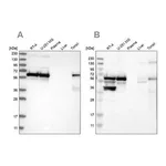 Merck Anti-LUC7L3 antibody produced in rabbit