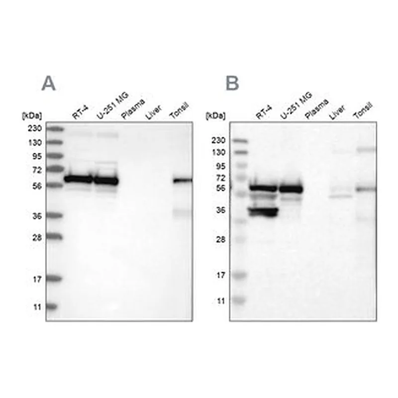 Merck Anti-LUC7L3 antibody produced in rabbit