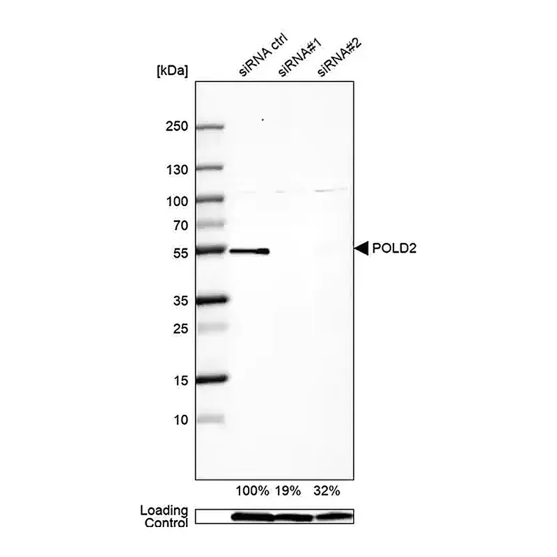 Merck Anti-POLD2 antibody produced in rabbit