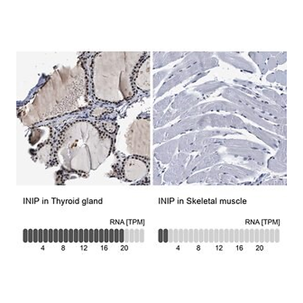Merck Anti-INIP antibody produced in rabbit