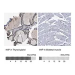Merck Anti-INIP antibody produced in rabbit