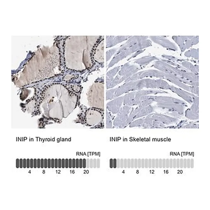 Merck Anti-INIP antibody produced in rabbit