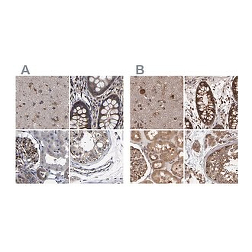 Merck Anti-DARS antibody produced in rabbit