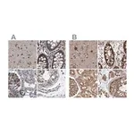 Merck Anti-DARS antibody produced in rabbit