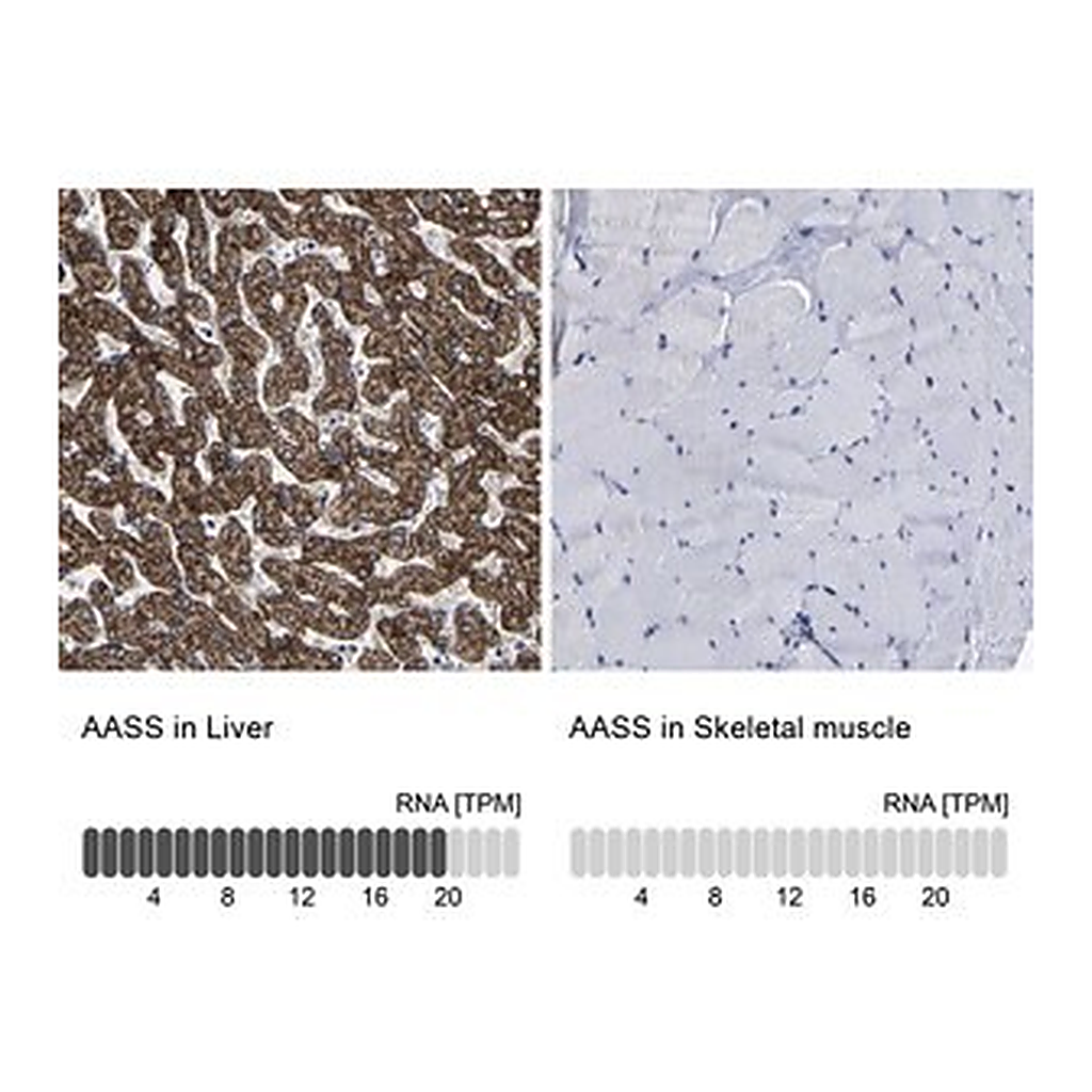 Merck Anti-AASS antibody produced in rabbit