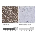 Merck Anti-AASS antibody produced in rabbit