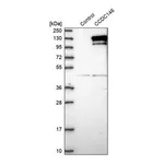 Merck Anti-CCDC146 antibody produced in rabbit
