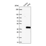 Merck Anti-PPIE antibody produced in rabbit