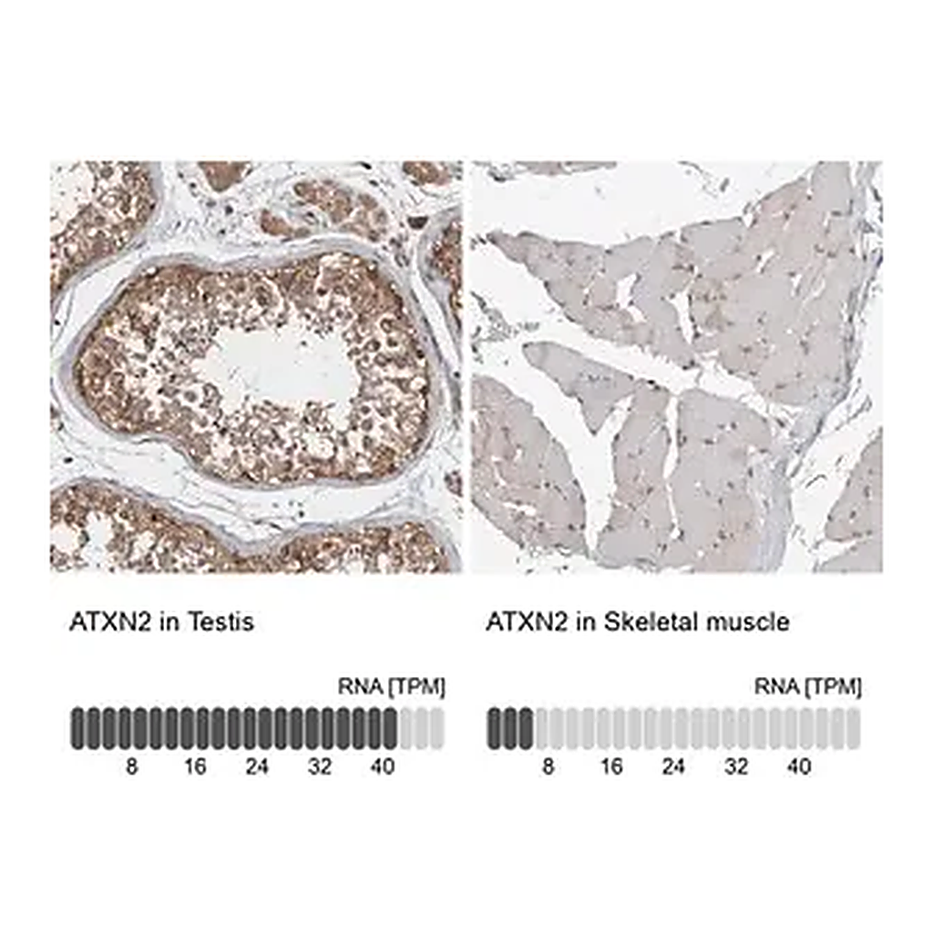 Merck Anti-ATXN2 antibody produced in rabbit