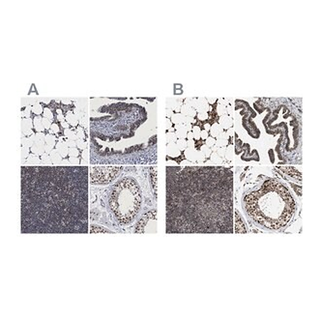 Merck Anti-C9orf78 antibody produced in rabbit