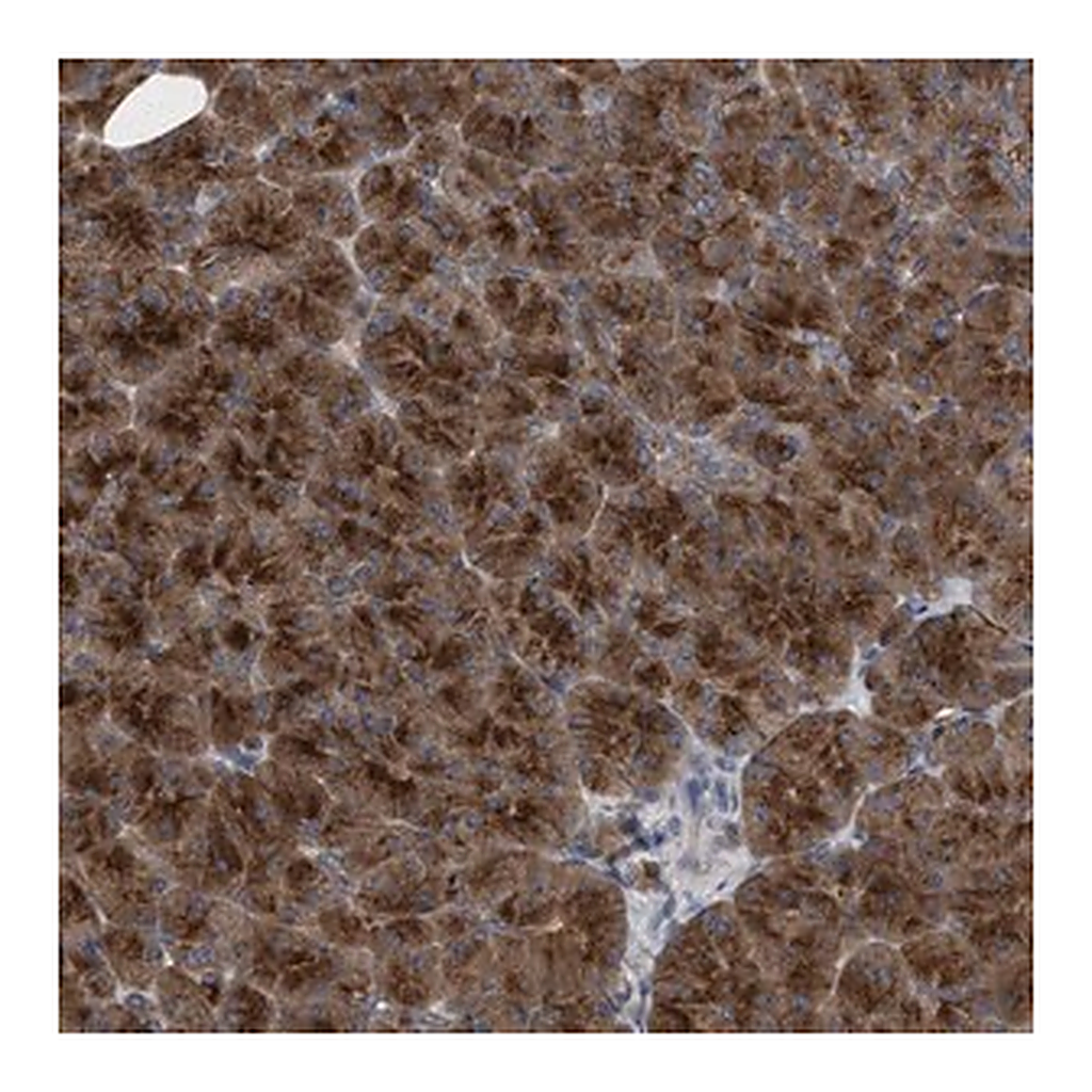 Merck Anti-C9orf16 antibody produced in rabbit