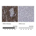 Merck Anti-CPA2 antibody produced in rabbit