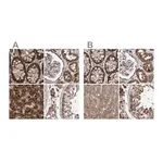Merck Anti-PECR antibody produced in rabbit