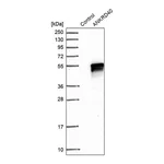 Merck Anti-ANKRD40 antibody produced in rabbit