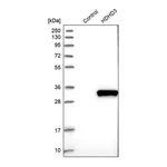 Merck Anti-HDHD3 antibody produced in rabbit