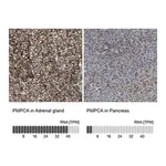 Merck Anti-PMPCA antibody produced in rabbit