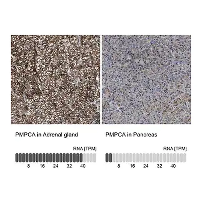 Merck Anti-PMPCA antibody produced in rabbit