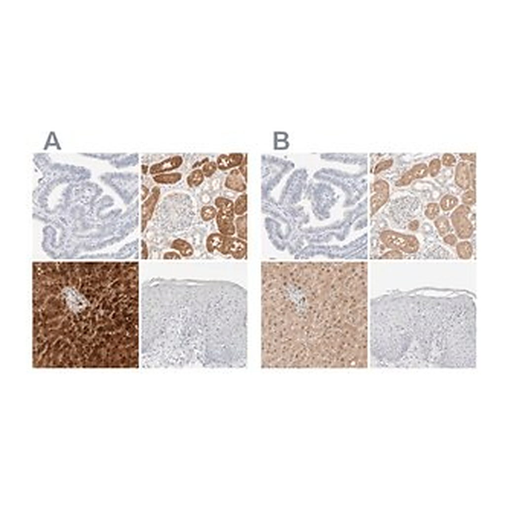 Merck Anti-RIDA antibody produced in rabbit