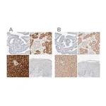 Merck Anti-RIDA antibody produced in rabbit
