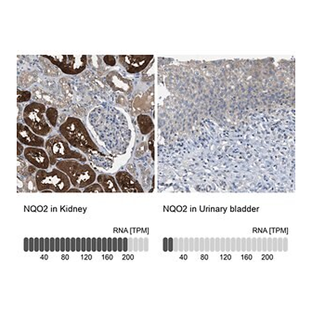 Merck Anti-NQO2 antibody produced in rabbit