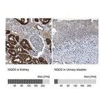 Merck Anti-NQO2 antibody produced in rabbit