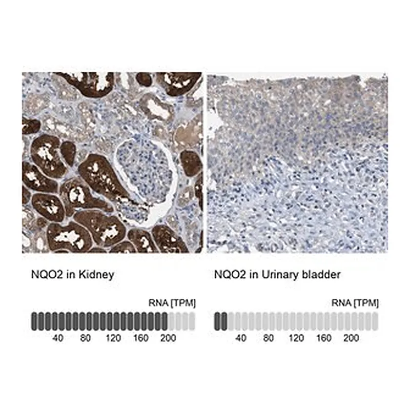 Merck Anti-NQO2 antibody produced in rabbit