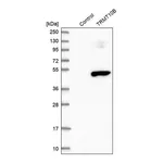 Merck Anti-TRMT10B antibody produced in rabbit